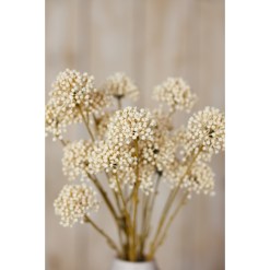 Cream Allium Spray - image 5