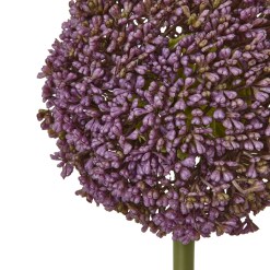 Purple Allium Stem - image 2