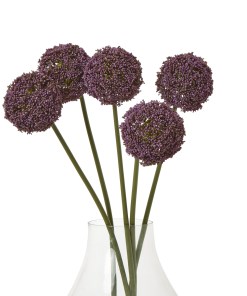 Purple Allium Stem