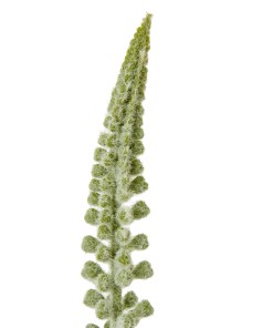 White Eremurus Stem