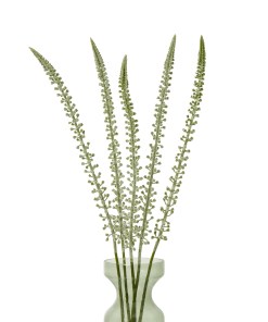 White Eremurus Stem
