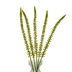 Green Eremurus Stem - image 3