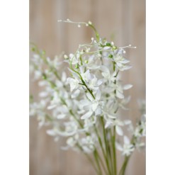 White Cymbidium Spray - image 5