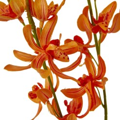Orange Cymbidium Spray - image 2