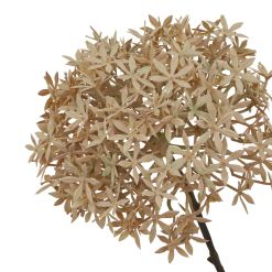 Coffee Allium - image 2