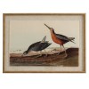 Flora & Fauna Collection Snipes On Linen In Beaded Frame