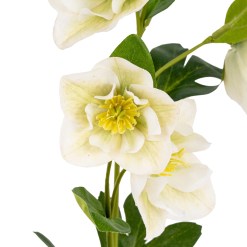 White Hellebore Stem - image 3