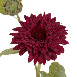 Dahlia Burgundy Raven Stem - image 5