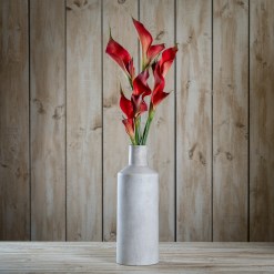 Fireball Calla Lily - image 2