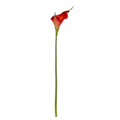Fireball Calla Lily - image 4