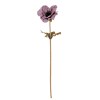 Purple Anemone Stem