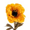 Yellow Anemone Stem
