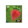 Epson Strawberry Multipack 4-colours 29 EasyMail